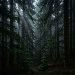 A dark forest seen from inside the forest. Sunlight glimmers down through the trees though through mist. The trees are tall conifers relatively closely packed.